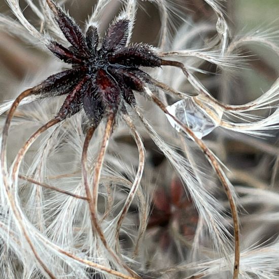 Gewöhnliche Waldrebe: Pflanze im Habitat Stadt und Garten in der NatureSpots App