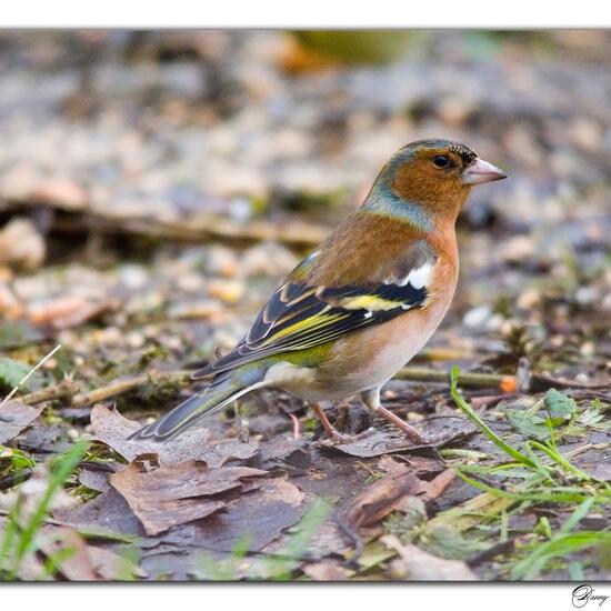 Heckenbraunelle: Tier im Habitat Borealer Nadelwald in der NatureSpots App