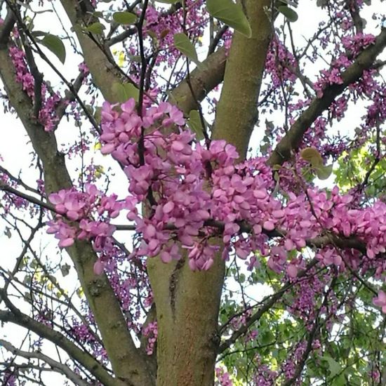 Judas tree: Plant in habitat Garden in the NatureSpots App