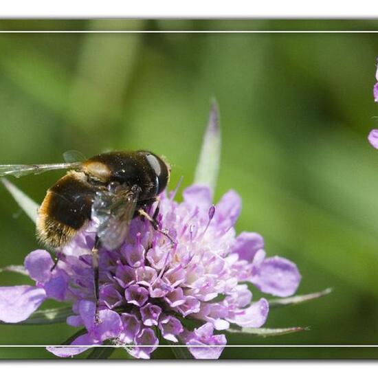 Eristalis intricaria: Tier im Habitat Halb-natürliches Grasland in der NatureSpots App