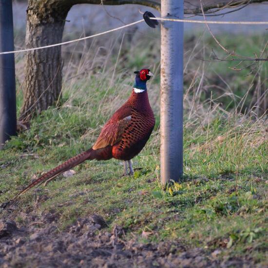 Common Pheasant: Animal in habitat Agricultural meadow in the NatureSpots App