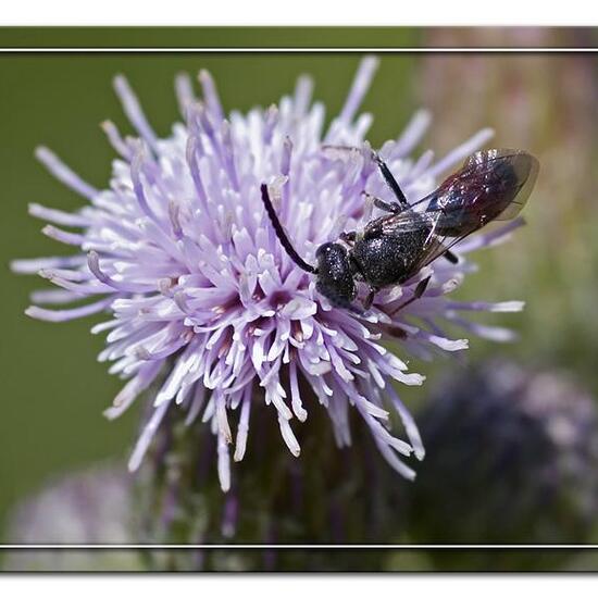 Kleiner Sonnenröschen-Bläuling: Tier in der Natur in der NatureSpots App