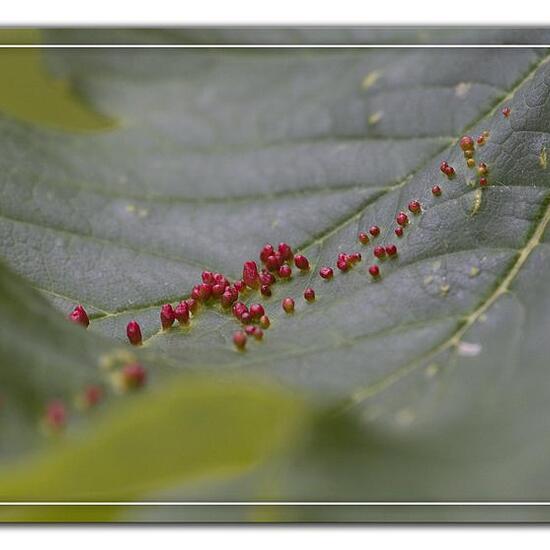 Aceria cephalonea: Tier im Habitat Wald in der NatureSpots App