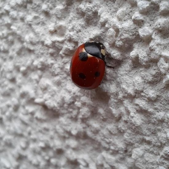 Coccinella septempunctata: Animal in habitat City and Urban in the NatureSpots App