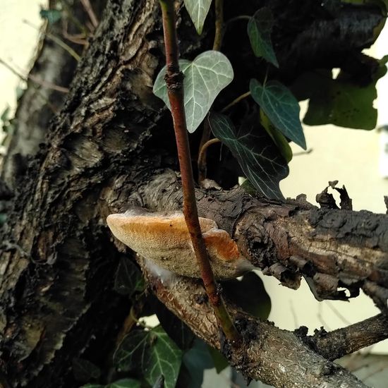 Phellinus tuberculosus: Mushroom in habitat Garden in the NatureSpots App