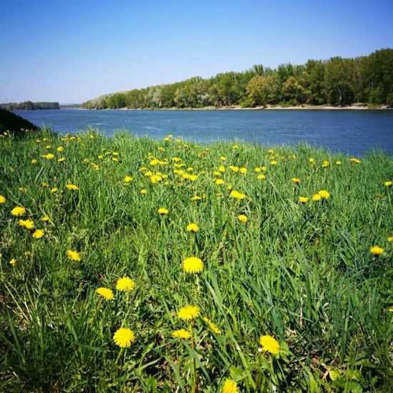 Taraxacum tortilobum: Plant in nature in the NatureSpots App