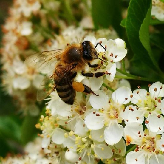 Apis mellifera: Animal in habitat Garden in the NatureSpots App