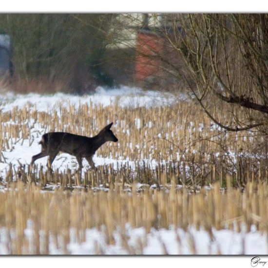 Roe deer: Animal in habitat Crop cultivation in the NatureSpots App