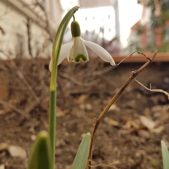 Schneeglöckchen: Pflanze im Habitat Guerilla gardening in der NatureSpots App