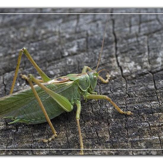 Tettigonia viridissima: Animal in habitat Garden in the NatureSpots App