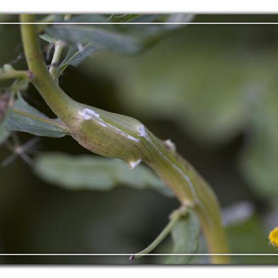 Aulacidea hieracii: Tier im Habitat Grasland und Büsche in der NatureSpots App