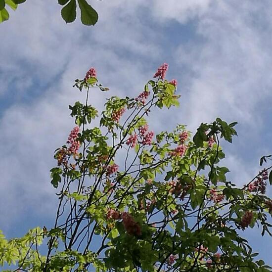 Aesculus pavia: Plant in nature in the NatureSpots App