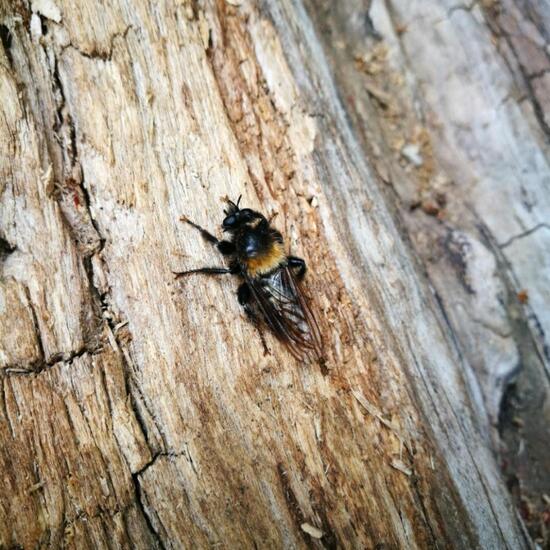 Laphria flava: Animal in nature in the NatureSpots App