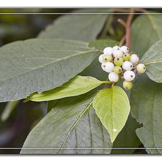 Cornus sericea: Plant in nature in the NatureSpots App