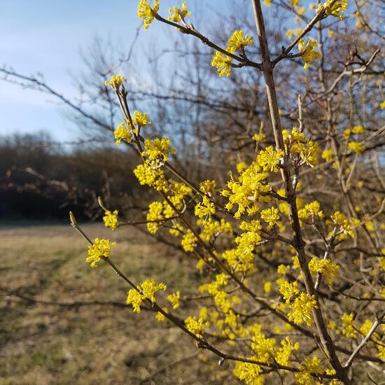 Kornelkirsche: Pflanze im Habitat Naturnahe Wiese in der NatureSpots App