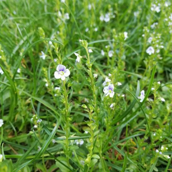 Veronica serpyllifolia: Plant in nature in the NatureSpots App