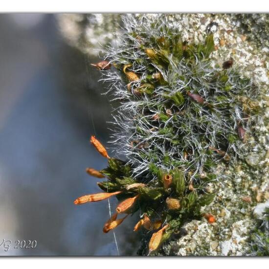 Grimmia pulvinata: Plant in habitat Garden in the NatureSpots App