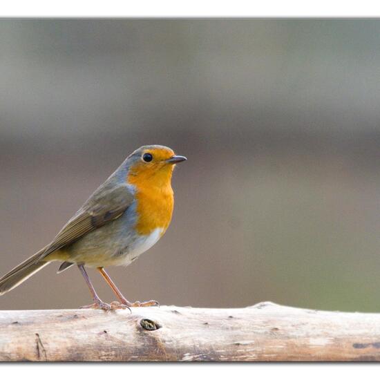 European Robin: Animal in nature in the NatureSpots App