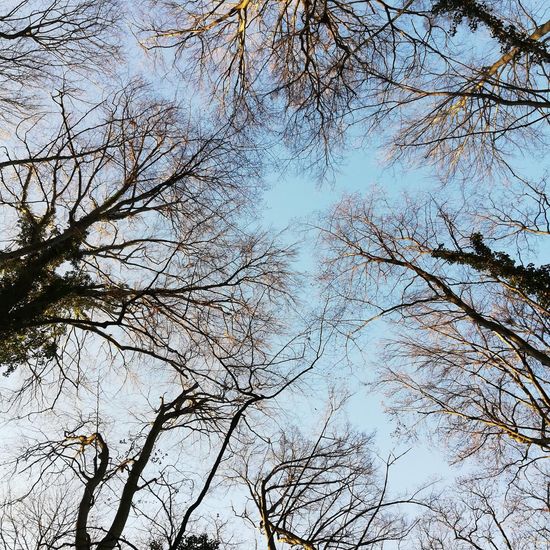 Rotbuche: Pflanze im Habitat Wald der gemäßigten Breiten in der NatureSpots App