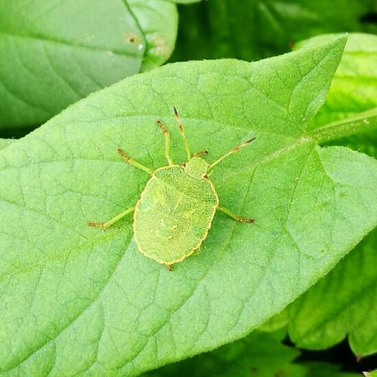 Green shield bug: Animal in nature in the NatureSpots App