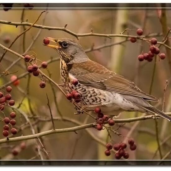 Fieldfare: Animal in nature in the NatureSpots App