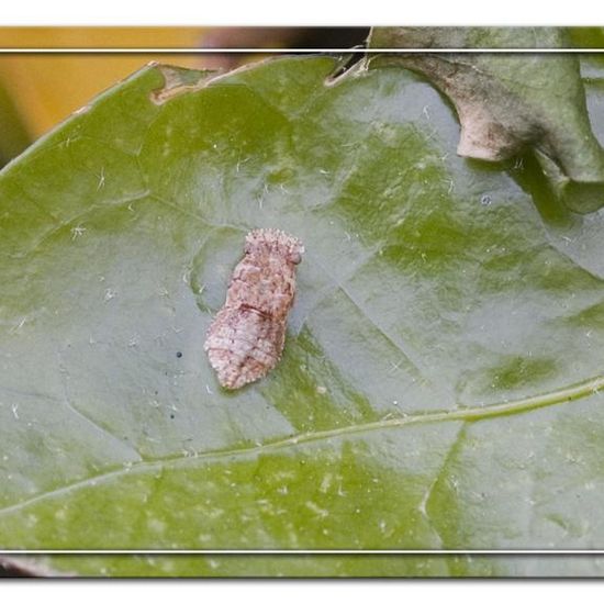 Echte Ohrzikade: Tier im Habitat Garten in der NatureSpots App