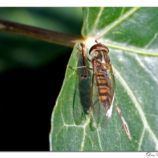 Hainschwebfliege: Tier im Habitat Garten in der NatureSpots App