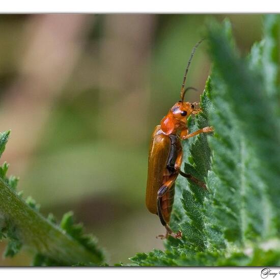 Cantharis livida: Animal in nature in the NatureSpots App