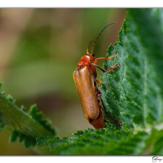 Cantharis livida: Animal in nature in the NatureSpots App