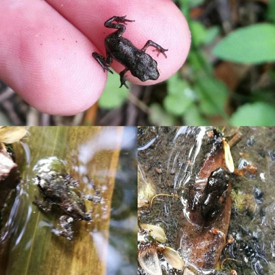 Erdkröte: Tier im Habitat Teich in der NatureSpots App