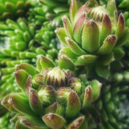 Sempervivum tectorum: Plant in nature in the NatureSpots App