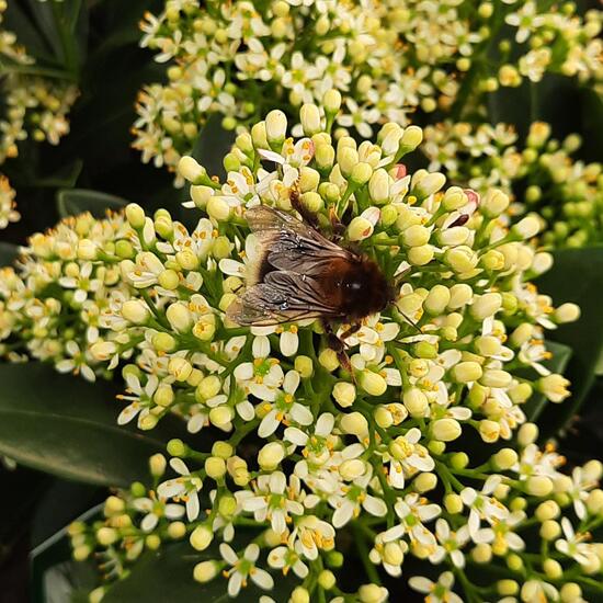 Baumhummel: Tier im Habitat Anderes Agrarhabitat in der NatureSpots App