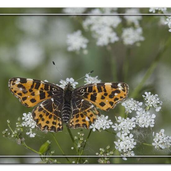 Landkärtchen: Tier im Habitat Strasse/Verkehr in der NatureSpots App