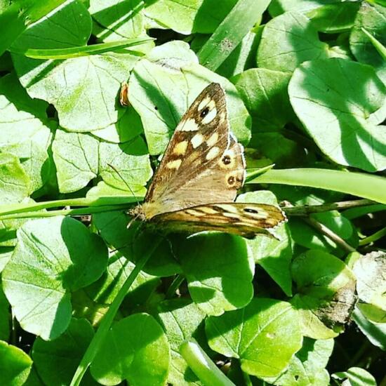 Speckled Wood: Animal in habitat Temperate forest in the NatureSpots App