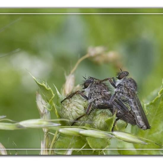 Tolmerus atricapillus: Animal in habitat Semi-natural grassland in the NatureSpots App