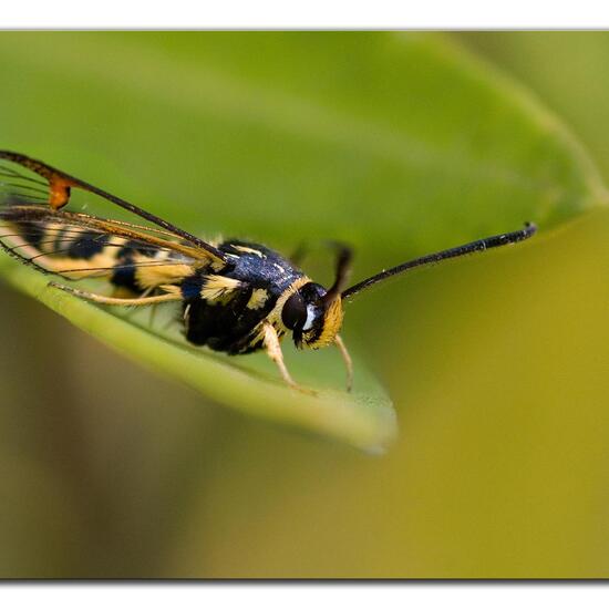 Synanthedon vespiformis: Animal in habitat Grassland in the NatureSpots App