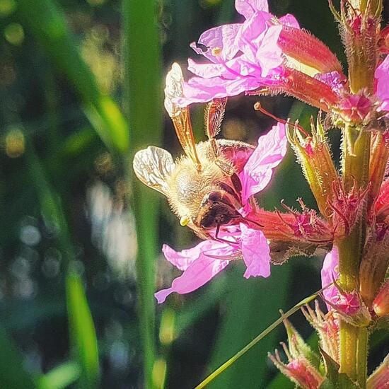 Westliche Honigbiene: Tier in der Natur in der NatureSpots App