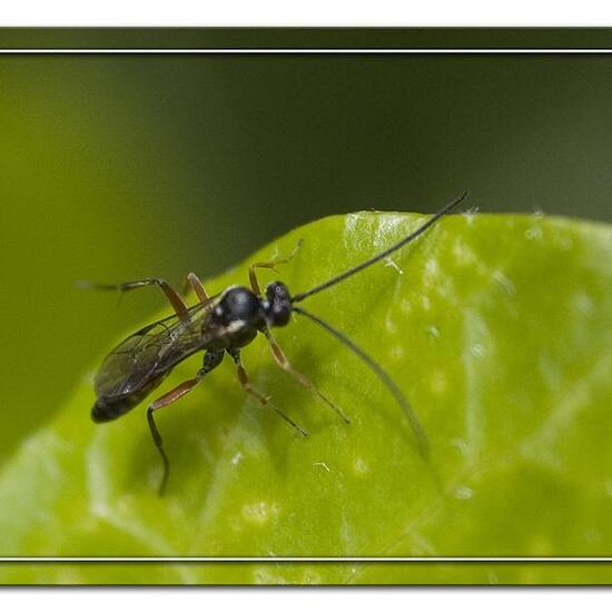 Calliphora vicina: Animal in habitat Garden in the NatureSpots App