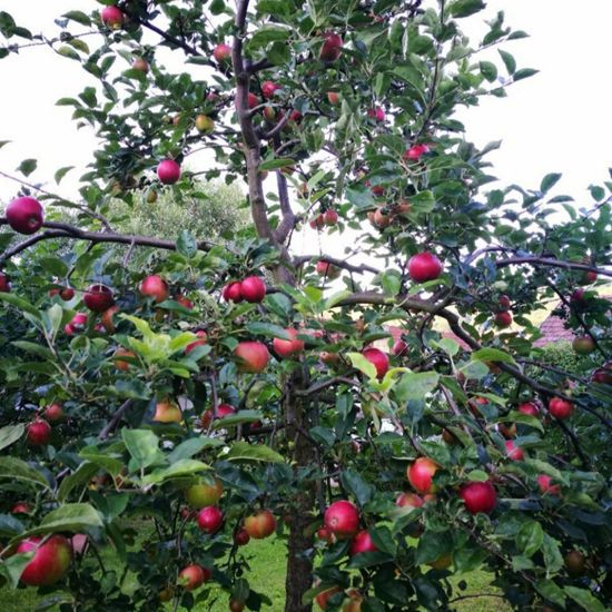 Äpfel: Pflanze im Habitat Garten in der NatureSpots App