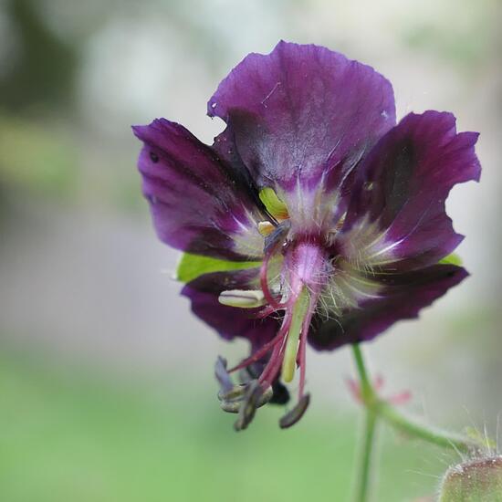 Brauner Storchschnabel: Pflanze im Habitat Garten in der NatureSpots App