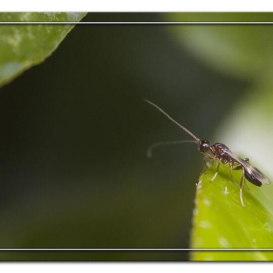 Gelis areator: Tier im Habitat Garten in der NatureSpots App