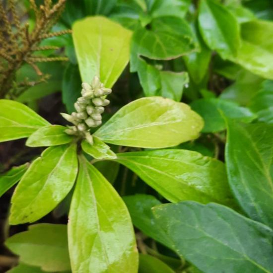 Pachysandra terminalis: Plant in habitat Garden in the NatureSpots App