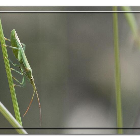 Megalocoerea recticornis: Animal in habitat Semi-natural grassland in the NatureSpots App