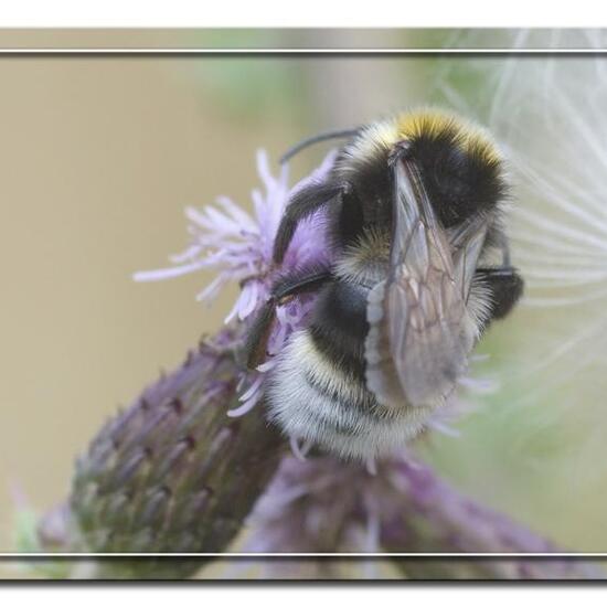 Bombus campestris: Animal in habitat Semi-natural grassland in the NatureSpots App