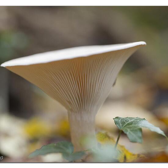 Clitocybe geotropa: Pilz im Habitat Park in der NatureSpots App