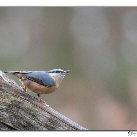 Sitta europaea: Animal in habitat Boreal forest in the NatureSpots App