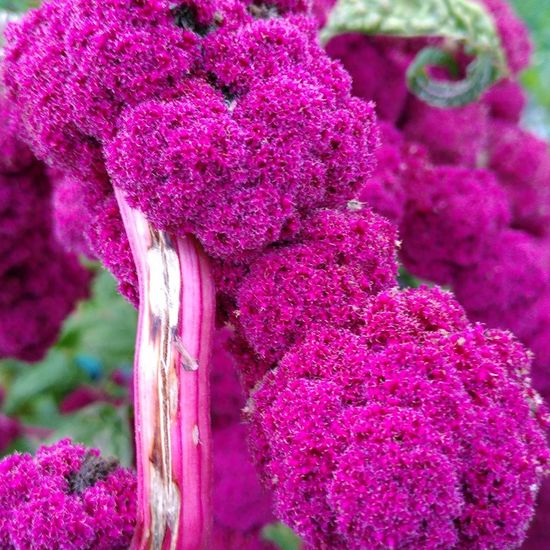 Amaranthus caudatus: Plant in habitat Road or Transportation in the NatureSpots App