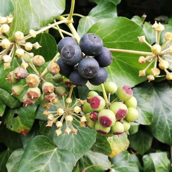 Hedera: Plant in habitat Garden in the NatureSpots App