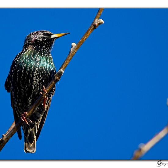 Common starling: Animal in habitat Garden in the NatureSpots App