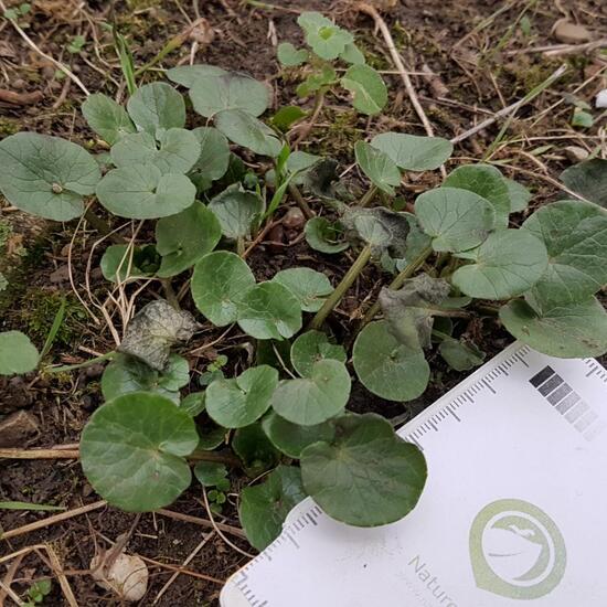 Unknown species: Plant in habitat Park in the NatureSpots App